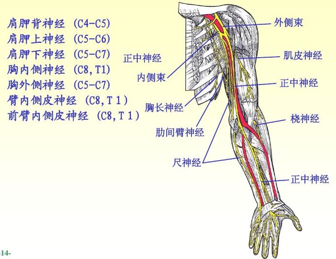 在腋动,静脉之间下行,继而沿肱二头肌内侧沟下行,居于肱动脉内侧,在臂