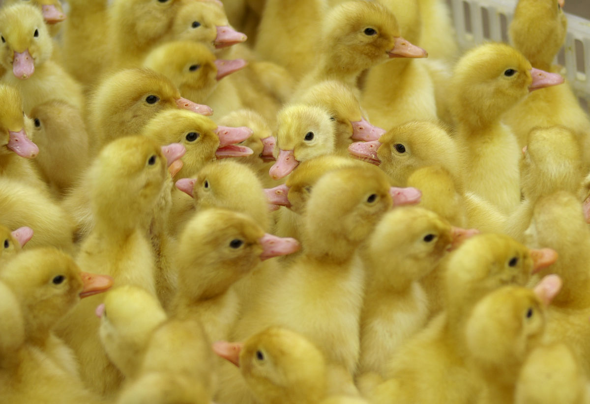  p>雏鸭一般指0~4 周龄的小鸭, 生长发育快, 四周龄时比出生时体重