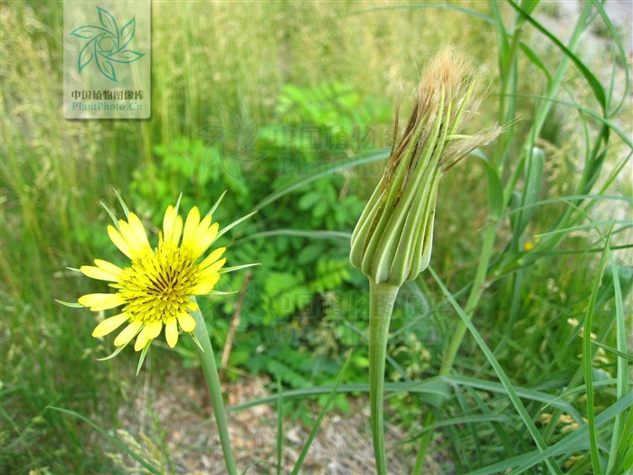  p>黄花婆罗门参(学名: i>tragopogon orientalis /i> l.
