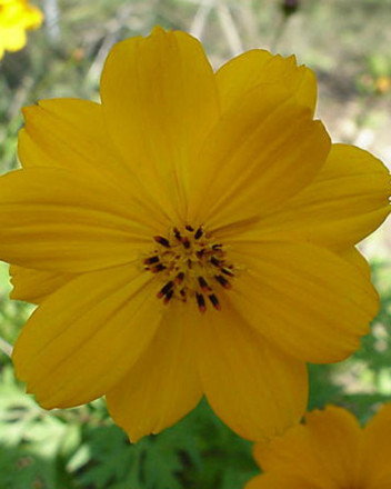 黄色波斯菊Yellow Cosmos