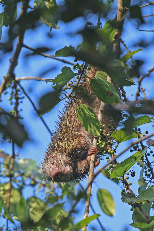 rothschilds porcupine