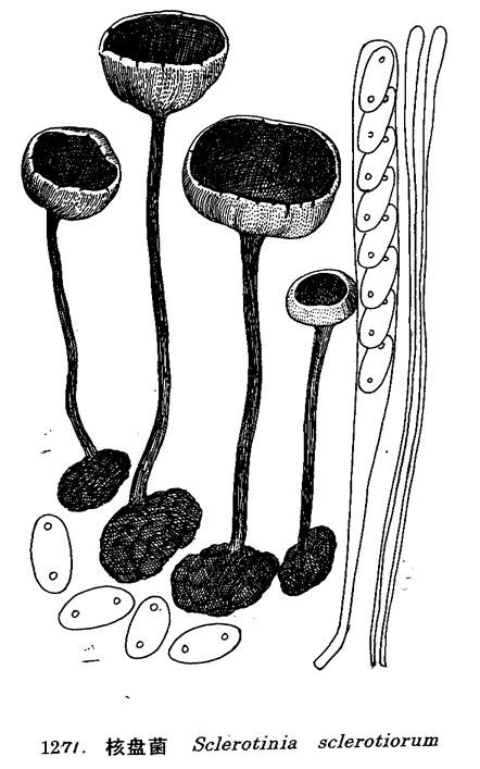  p>核盘菌(sclerotinia sclerotiorum)是一种危害作物和蔬菜的世界性