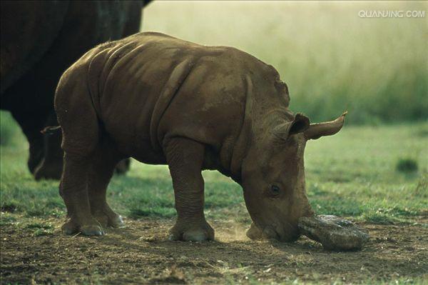  p>白犀(学名: i>ceratotherium simum /i>): a target="_blank" href