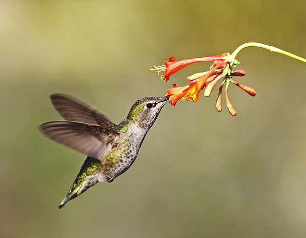  p>蜂鸟目(trochiliformes)有1科103属329种.