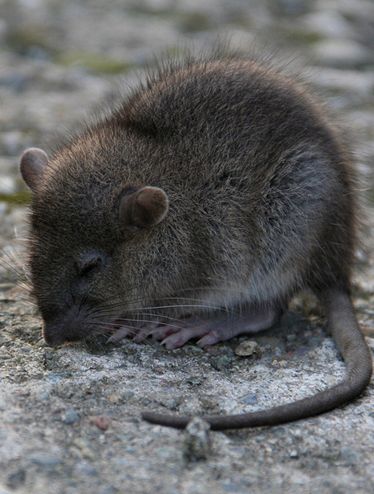  p>普通田鼠(学名:microtus arvalis)体长126~128mm,吻部短而钝,耳壳