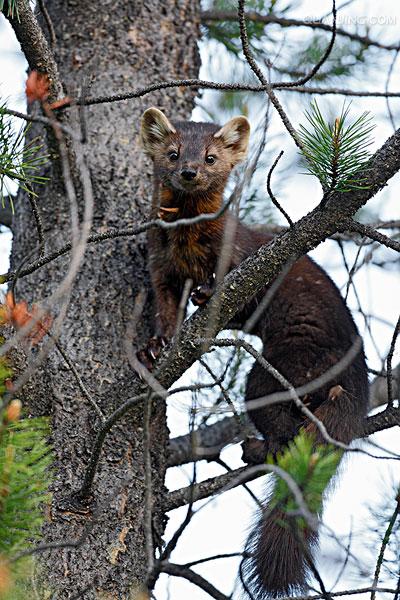  p>松貂(学名: i>martes martes /i>):平均体长53厘米,尾巴长25厘米.