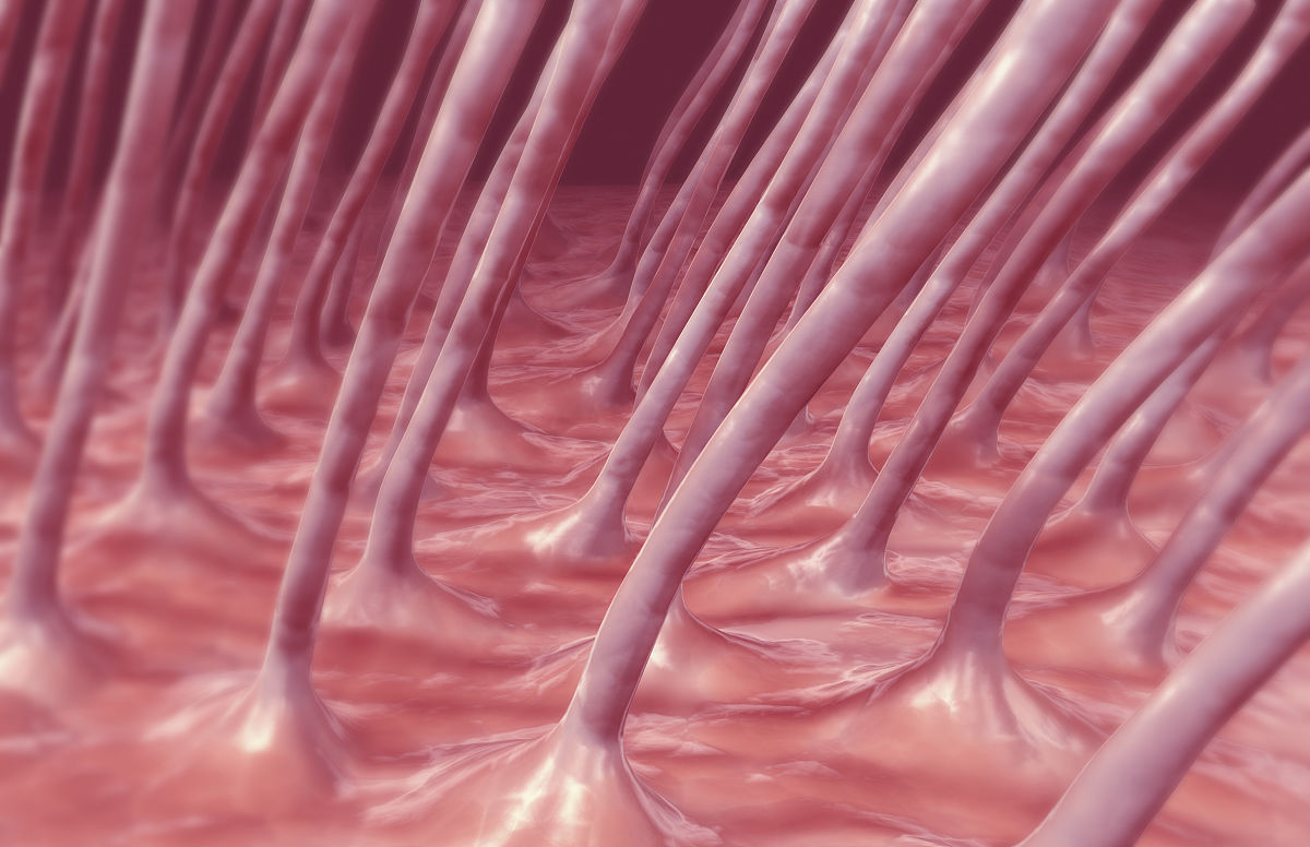  p data-id="gnbx4iwie7">纤毛(cilium):是细胞游离面伸出的能摆动的