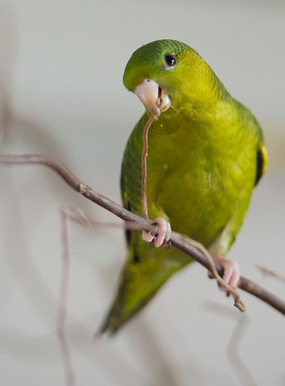 rhynchus lineola /i>,英文名:barred parakeet)是 a target="_blank"