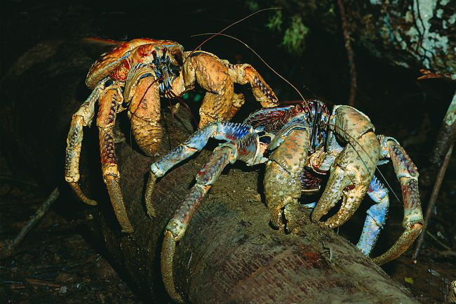 coconut crab