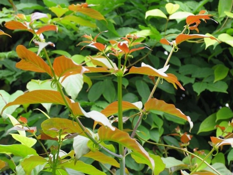 miq. ex havil.),茜草科钩藤属藤本植物.