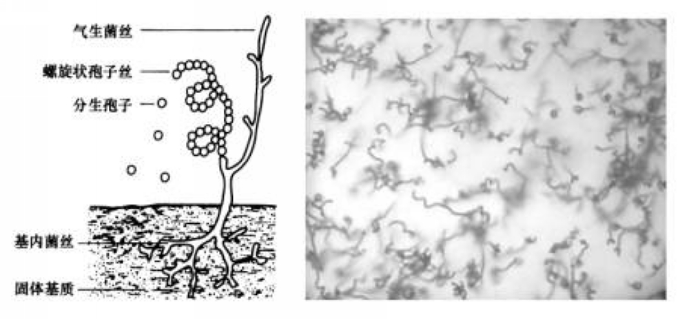  p>放线菌( i>actinomycetes /i>)是原核生物中一类能形成分枝菌丝和   