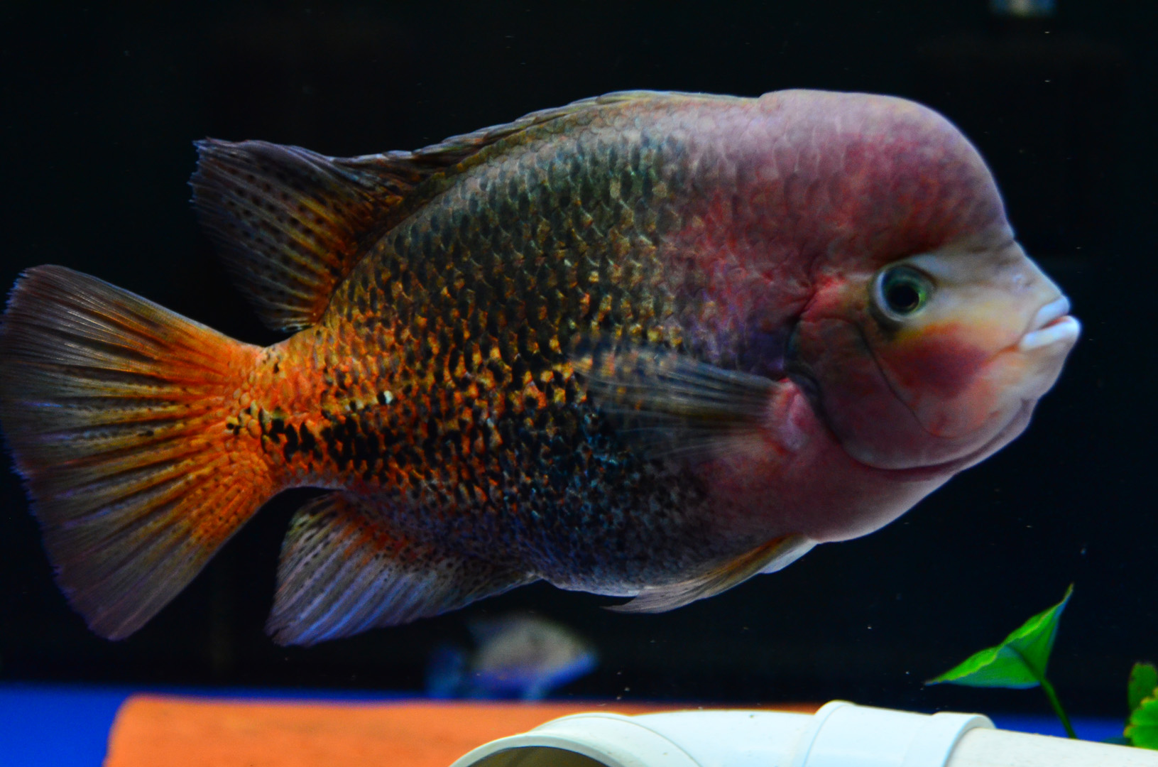  p>火口鱼,cichlasoma meeki,慈鲷科丽体鱼属,出