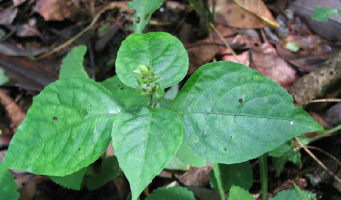  p>野靛棵属所属 a target="_blank" href="/item/被子植物门/229000"