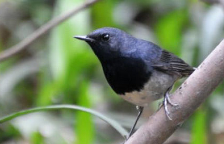  p>黑喉歌鸲(学名: i>luscinia obscura /i>)是鹟科,歌鸲属的鸟类.
