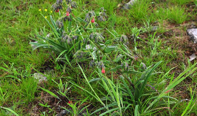  p>滇紫草属( a target="_blank" href="/item/学名/8074290" data