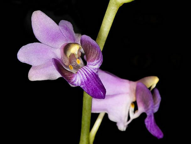  p>五唇兰(学名: i>doritis pulcherrima /i>  lindl.