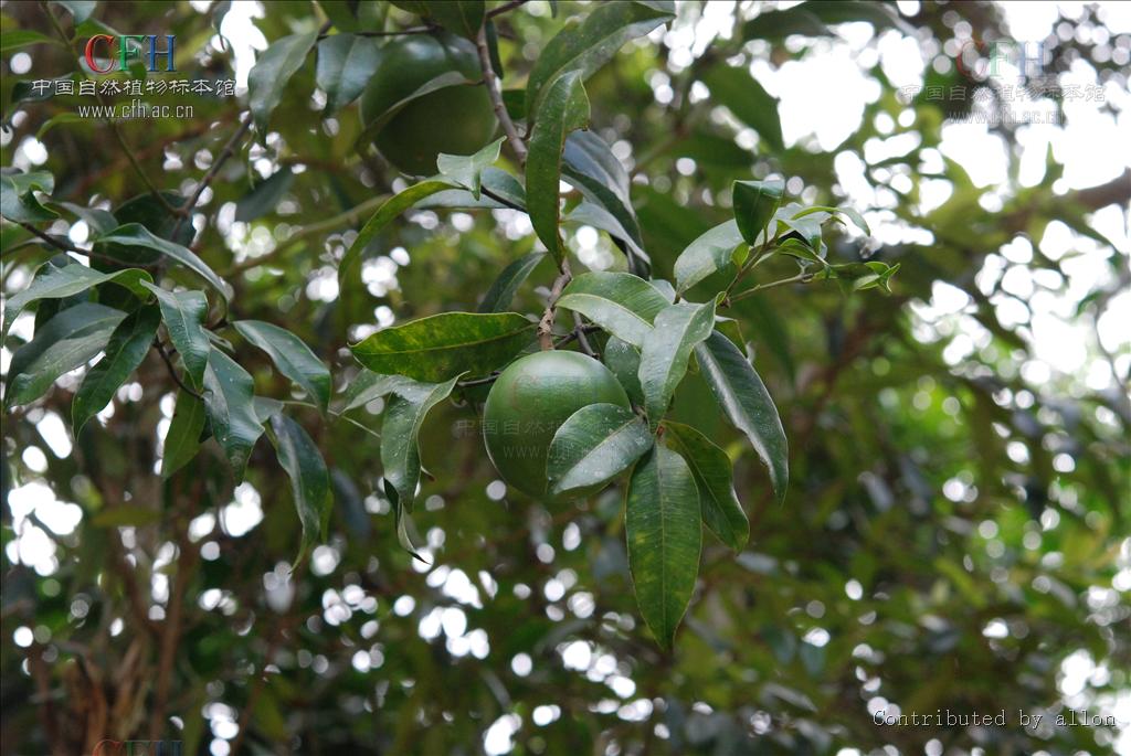  p>白颜树属(学名:gironniera gaud.