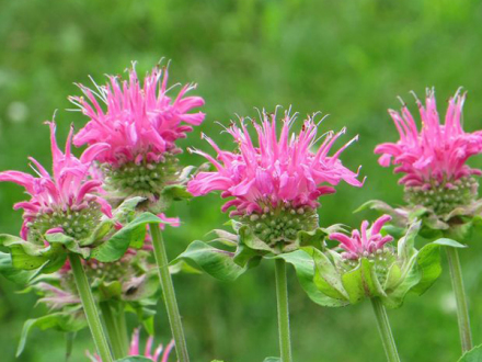 “柯罗红”美国薄荷