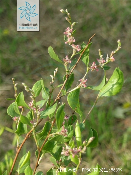 是蓼科木蓼属植物.