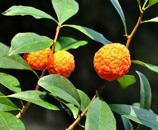 山荔枝果_百度百科