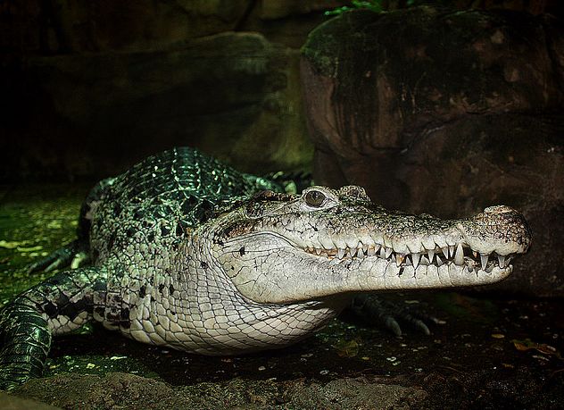  p>伊里安鳄(学名:crocodylus novaeguineae)是一种中型 a target="