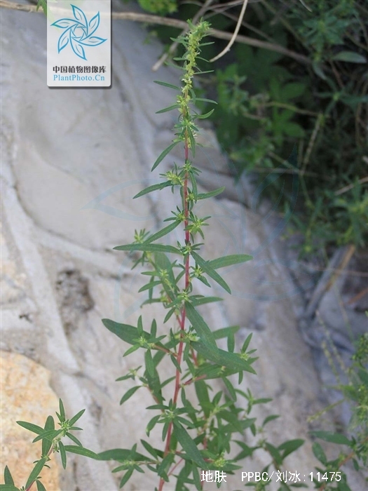 别名: a href="#" data-lemmaid="10386091">地麦 /a>, a href="#"