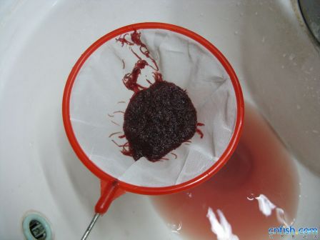 血虫（动物）_百度百科