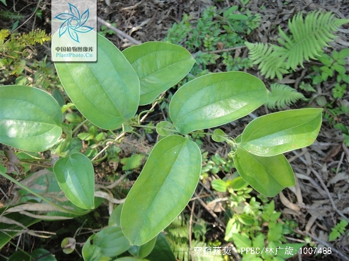 smilax perfoliata