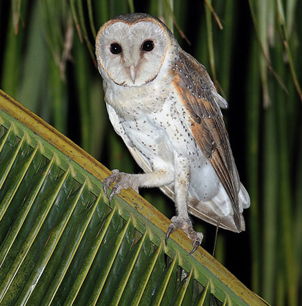  p>草鸮(学名: i>tyto longimembris /i>)是中等体型的 a target="