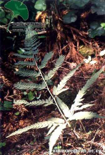 arachniodes shuangbaiensis ching