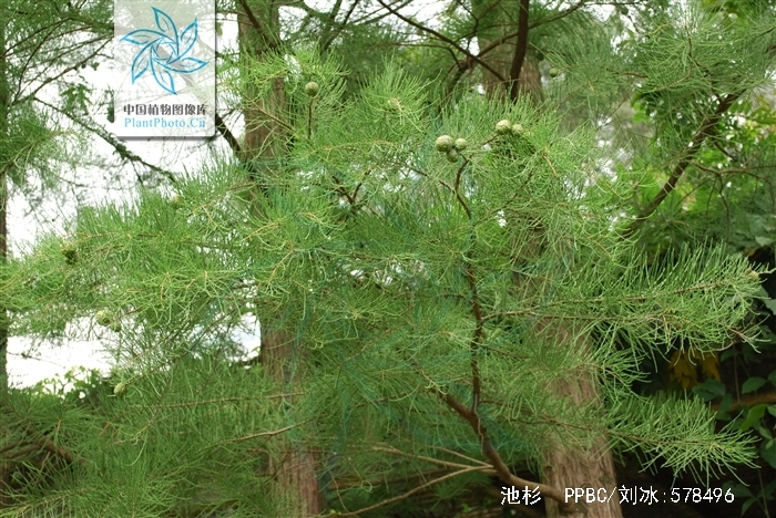  p>池杉(学名: i>taxodium distichum /i> var.