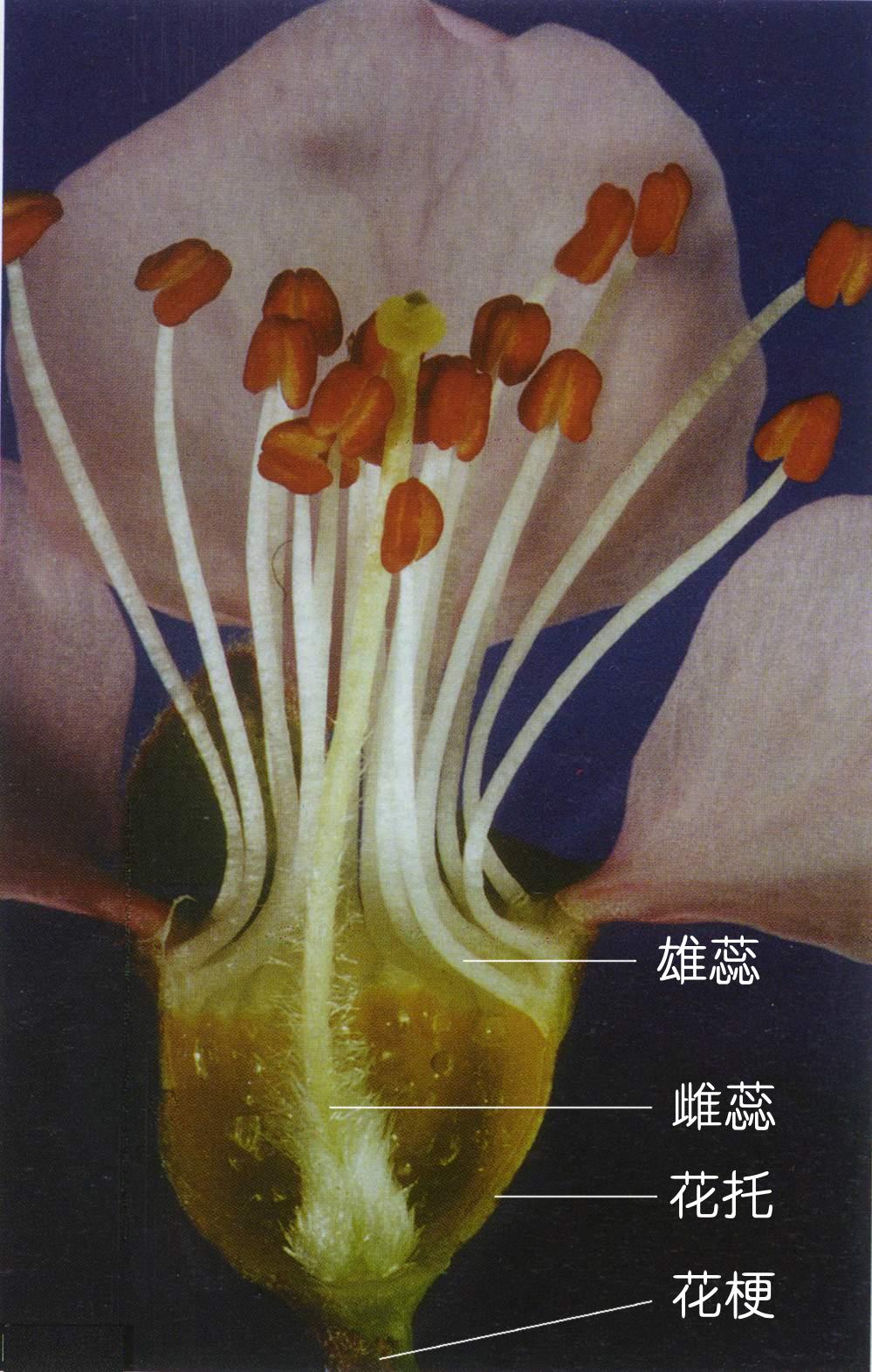 花瓣常白色或粉红色,稀缺;雄蕊10至多数;心皮1,稀2~5;子房上位,1室
