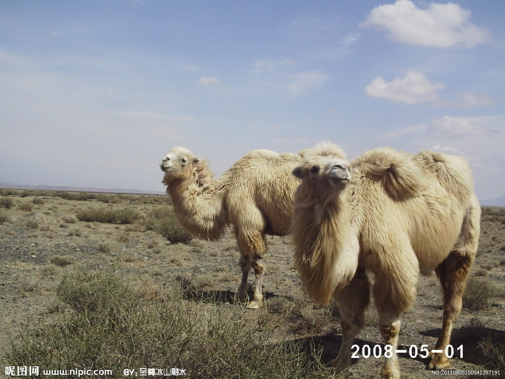 白骆驼