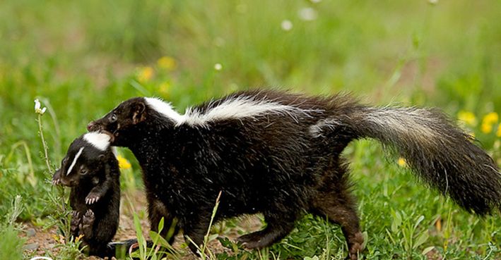  p>阿卡迪亚臭鼬,是中小型 a href="#" data-lemmaid="8428370">兽类 