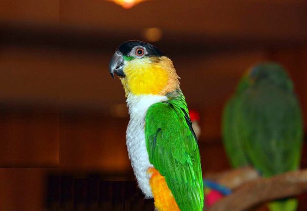  p>黑头凯克鹦鹉(学名:pionites melanocephalus)2种亚种.