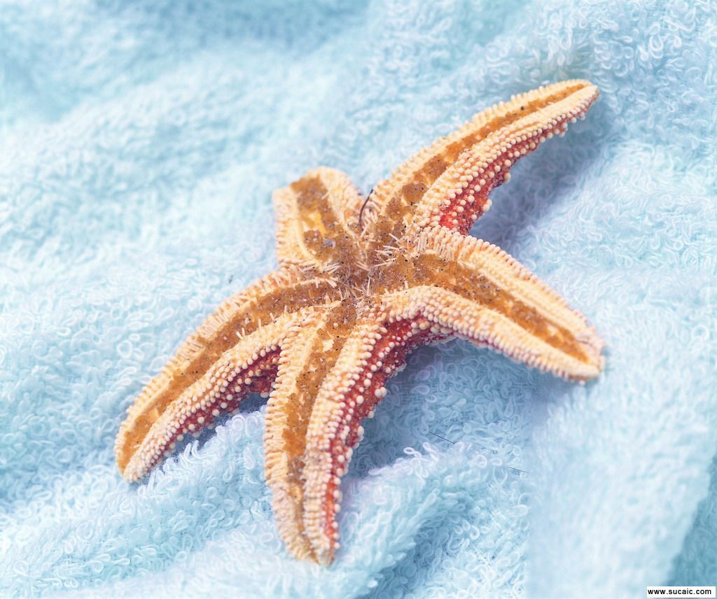  p>海星类starfishes seastars,背腹扁平,呈星形,由中央盘和5个(基数)