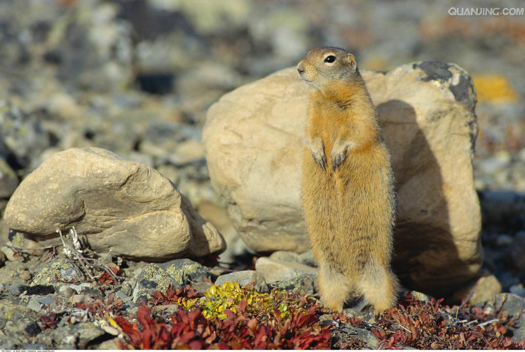 spermophilus parryii plesius