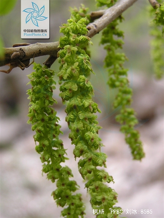 是胡桃科,枫杨属植物.