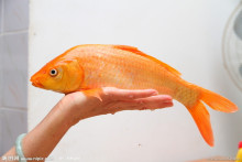 鲤鱼