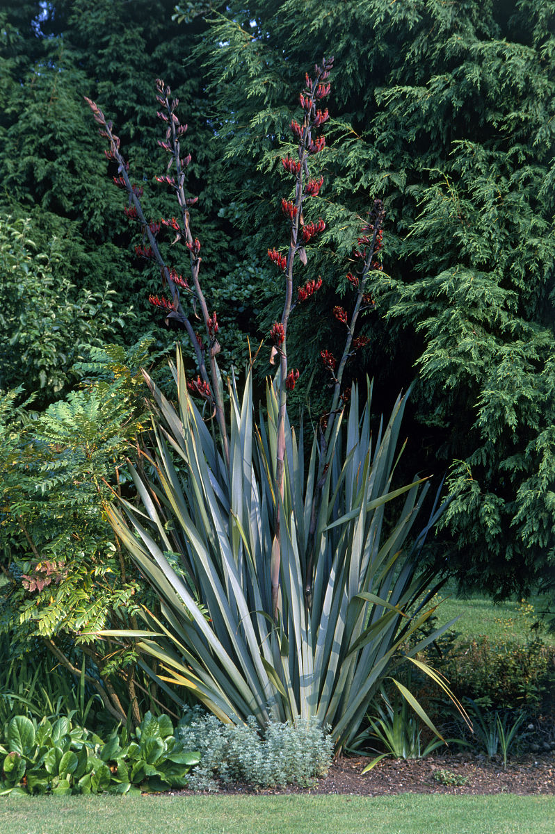  p>新西兰麻(phormiumtenax) a target="_blank" href="/item/百合科