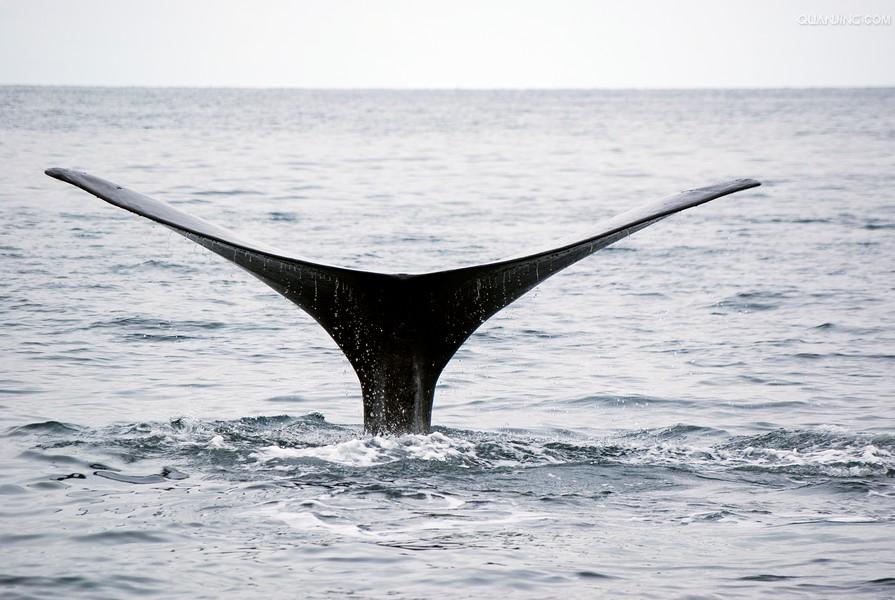  p>南露脊鲸(学名: i>eubalaena australis /i>)是露脊鲸科,露脊鲸属