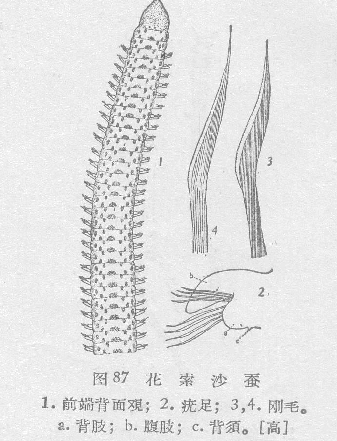 花索沙蚕
