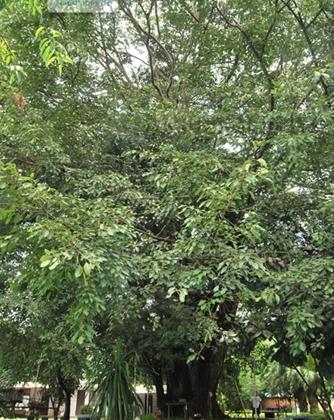  p>心叶榕,乔木,高约15米,通常附生,树皮灰色,干后有绉槽.