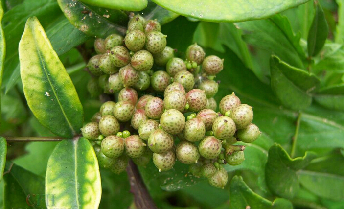 zanthoxylum dissitum hemsl.