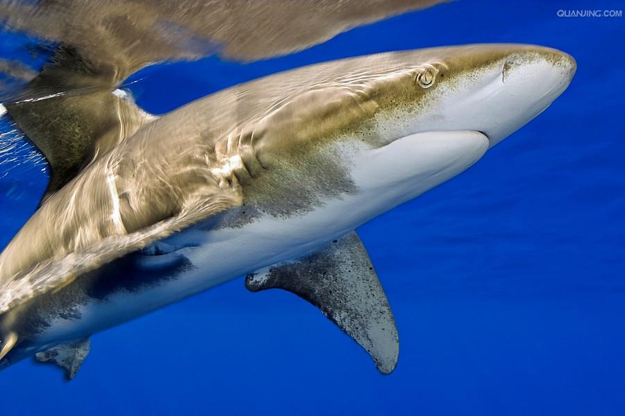 远洋白鳍鲨