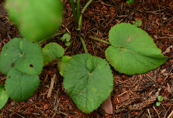 为伞形科植物杏叶茴芹 i>pimpinella candolleana /i> wight et arn.