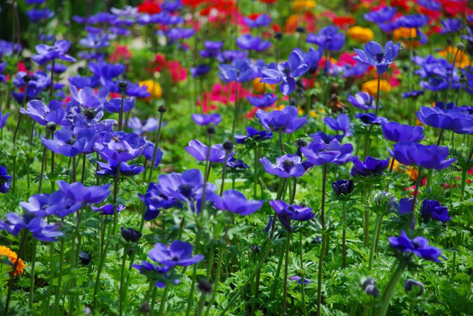  p>欧洲银莲花(学名: i>anemone coronaria  /i>l.