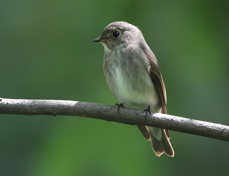dark-sided flycatcher
