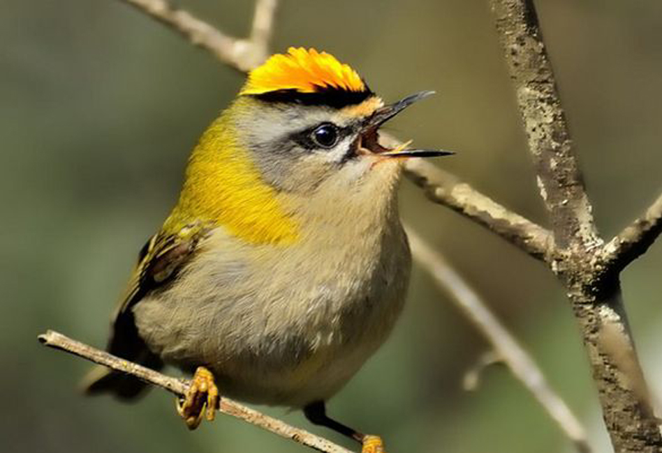  p>普通火冠戴菊(学名:regulus ignicapilla)体型娇小似 a target="
