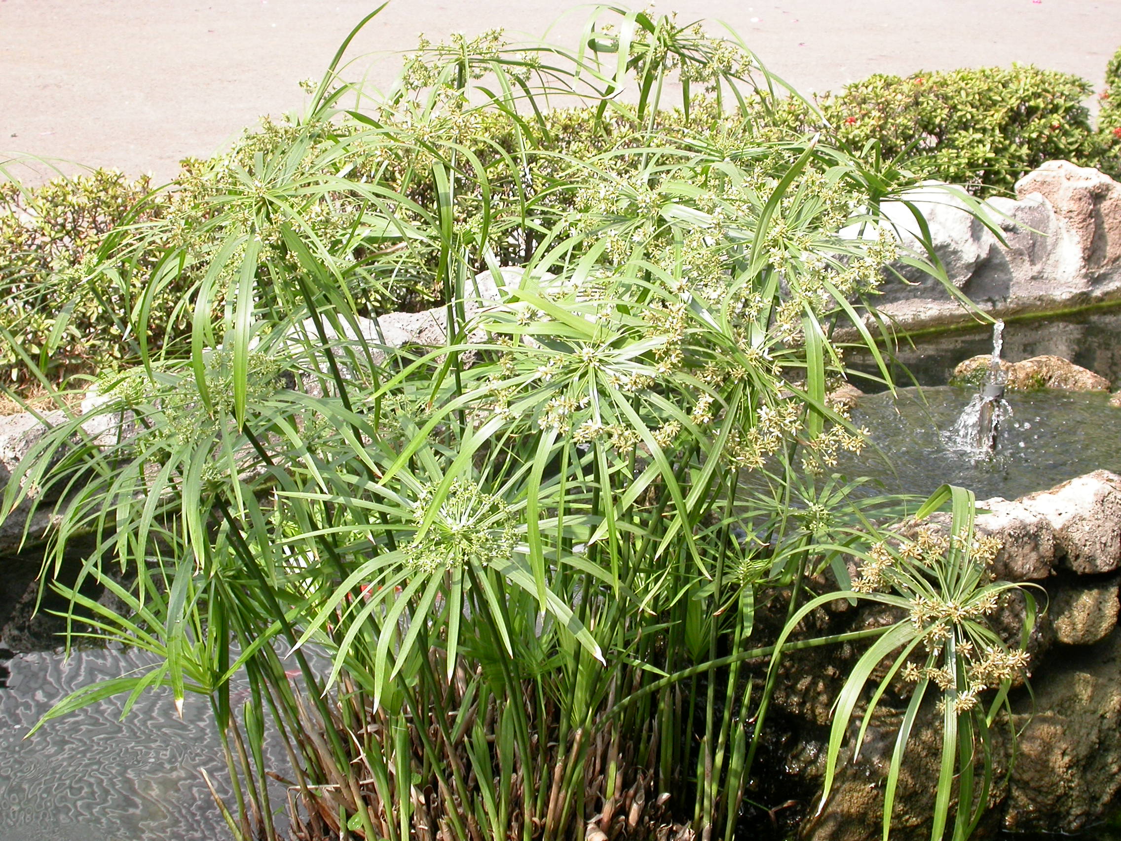  p>复穗花序是植物 a target="_blank" href="/item/花序/320042"